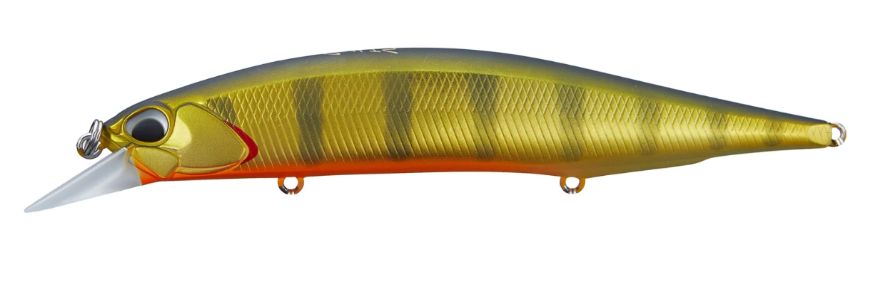 Gold Perch