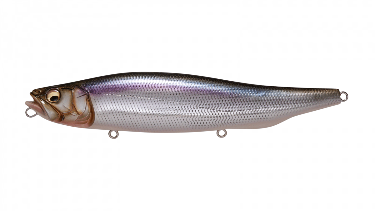 Live Shiner