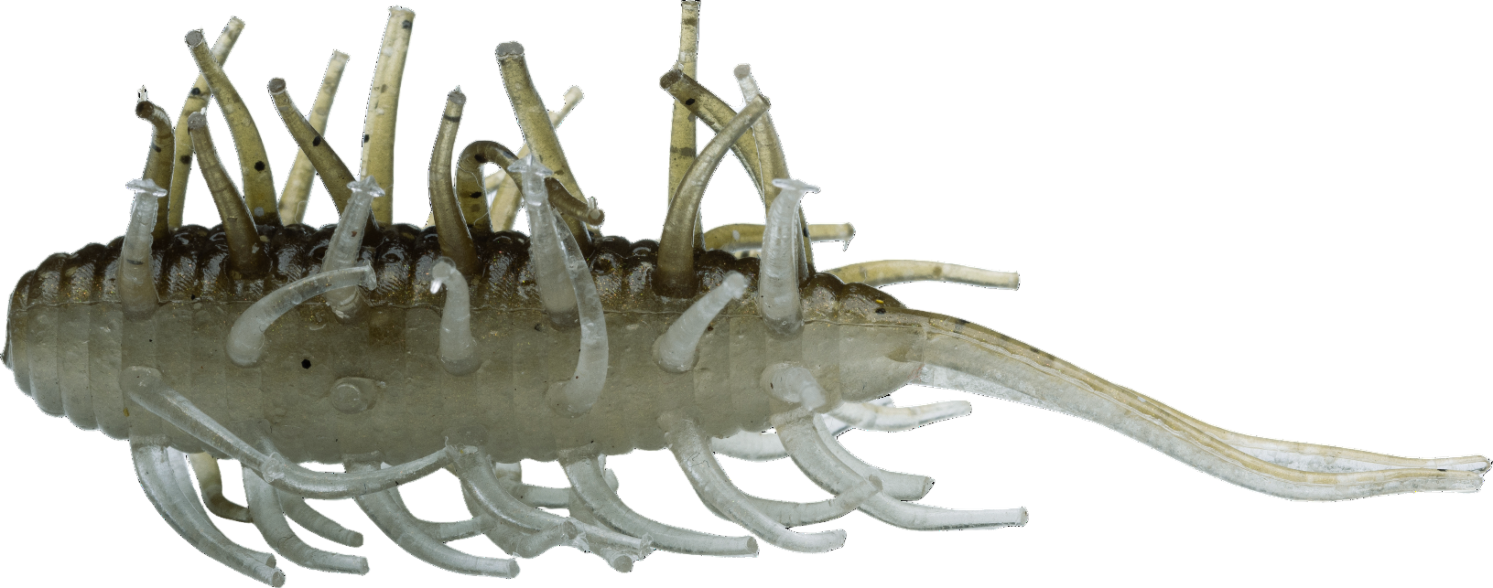 Hideup Coike Shrimp