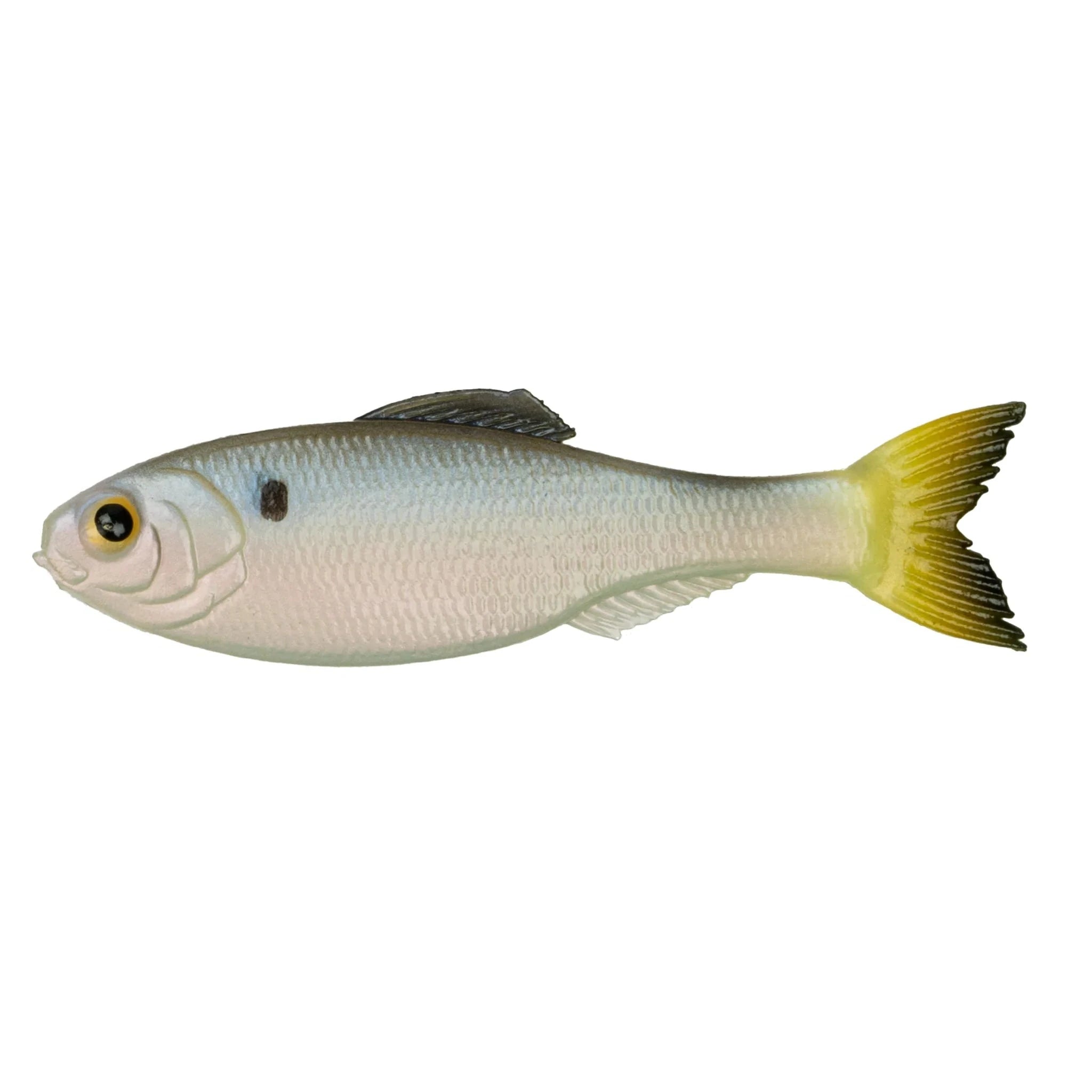 Clearwater Shad