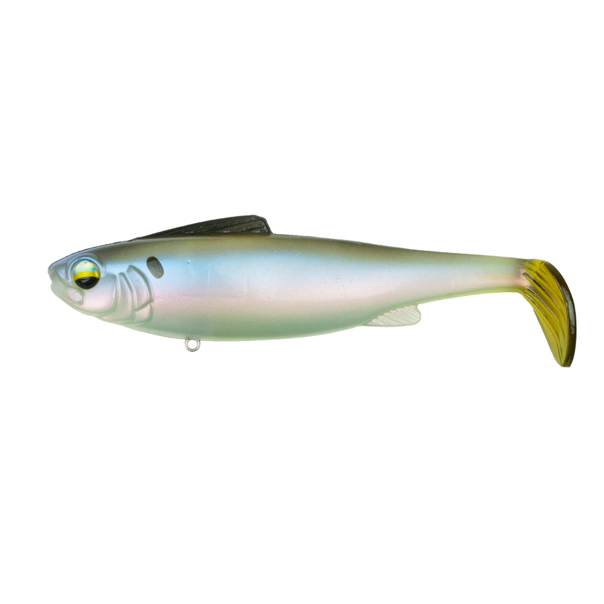 Clearwater Shad