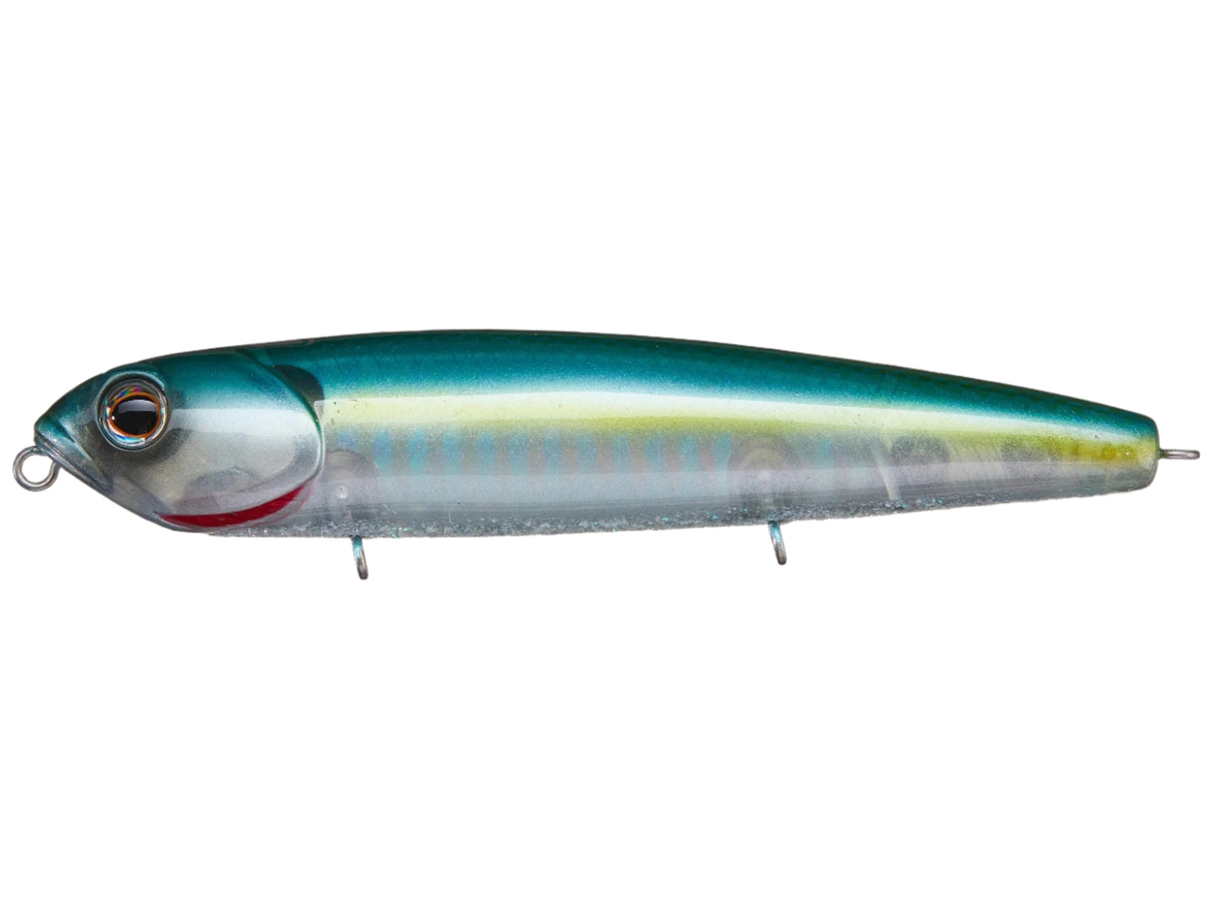 Threadfin Shad #006