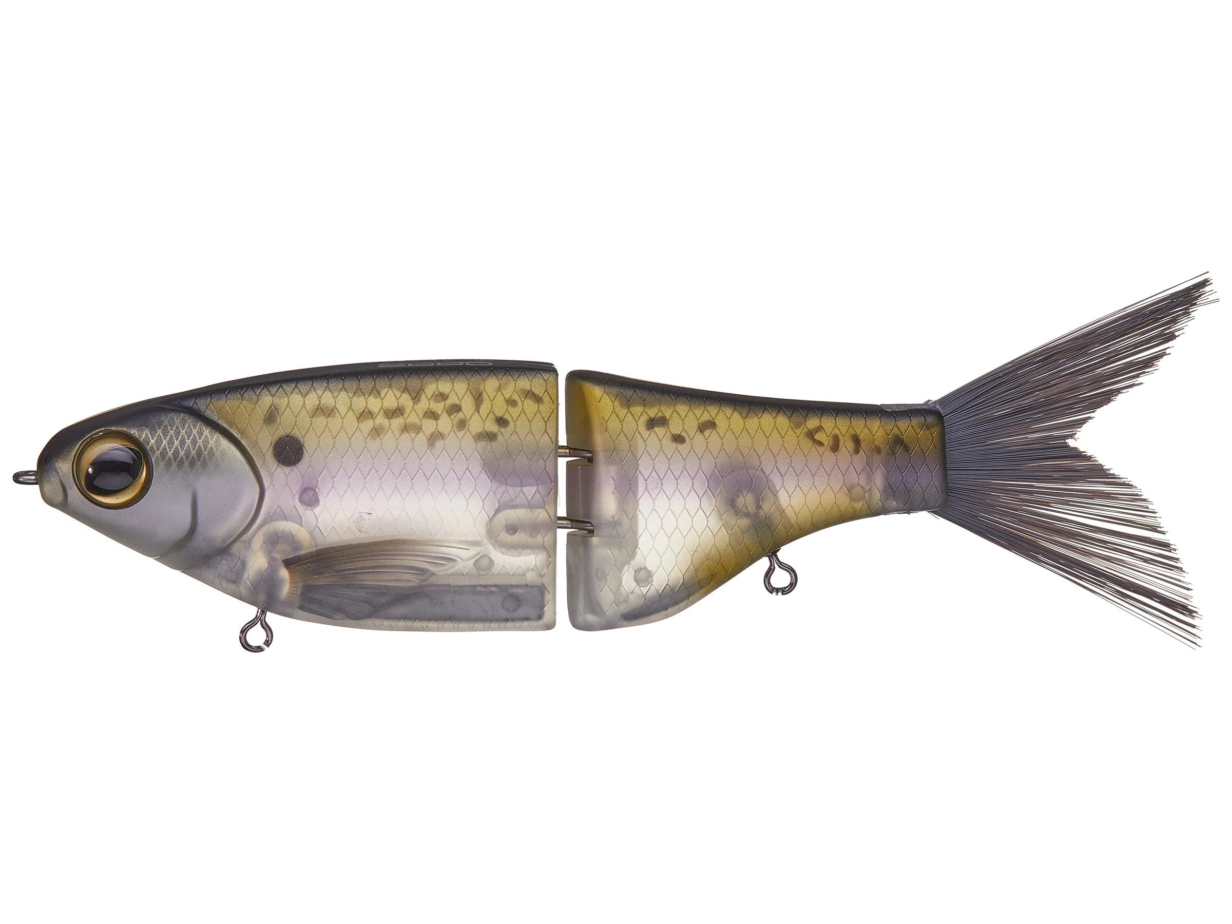 Threadfin Shad