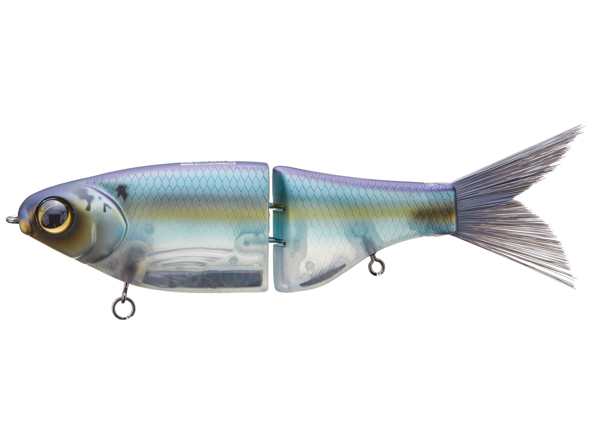 Gizzard Shad