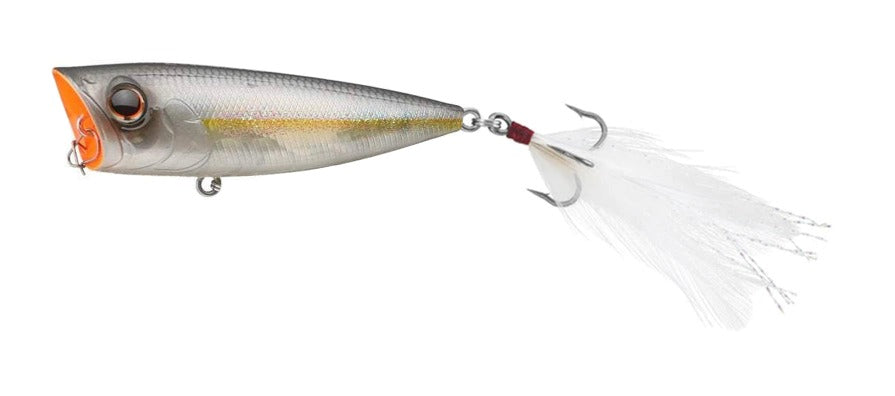 American Shad