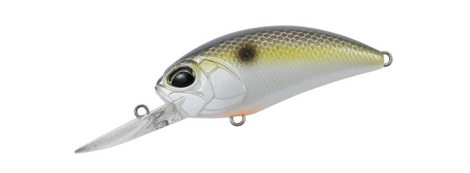 American Shad