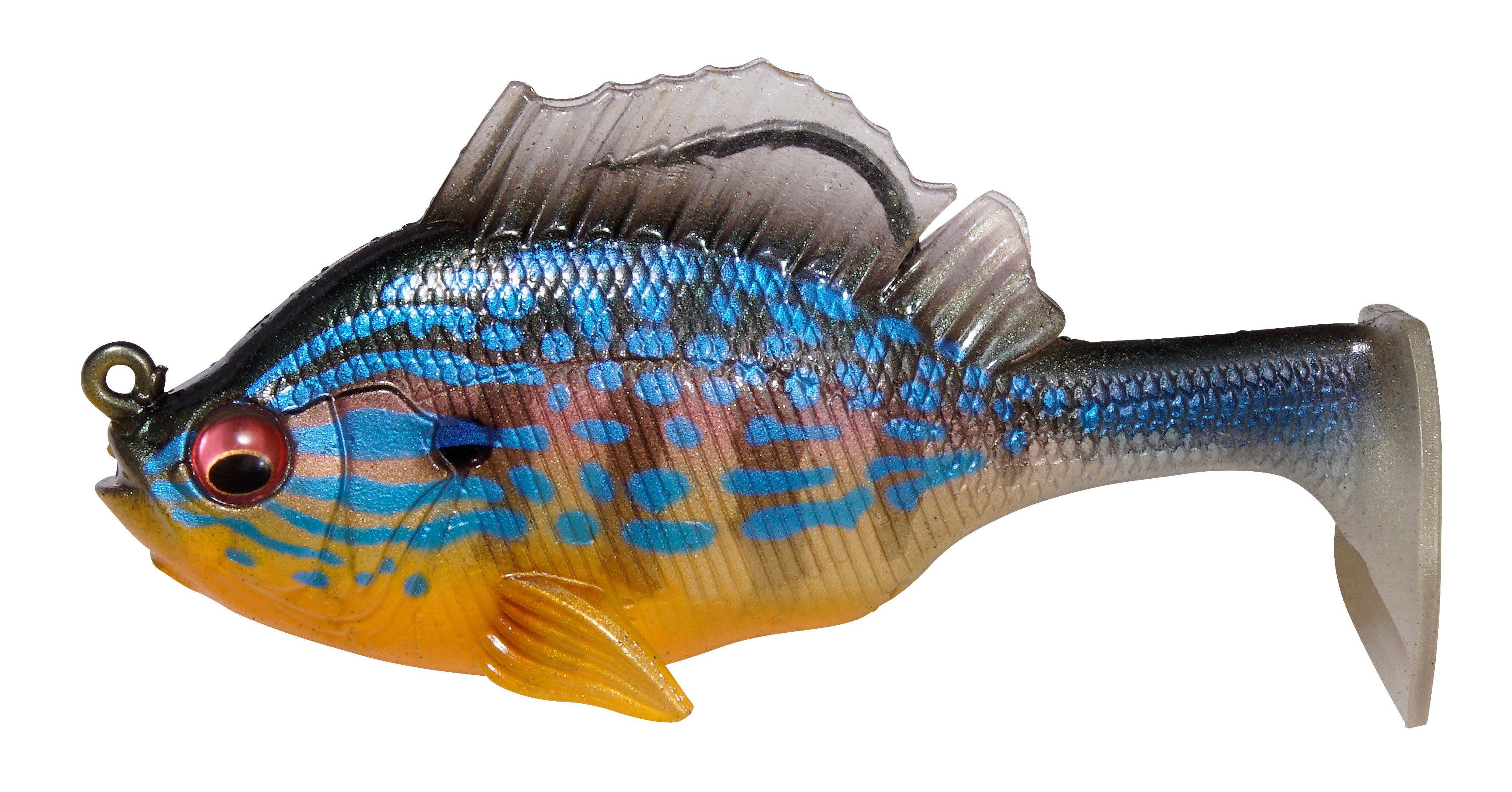 Cichlid