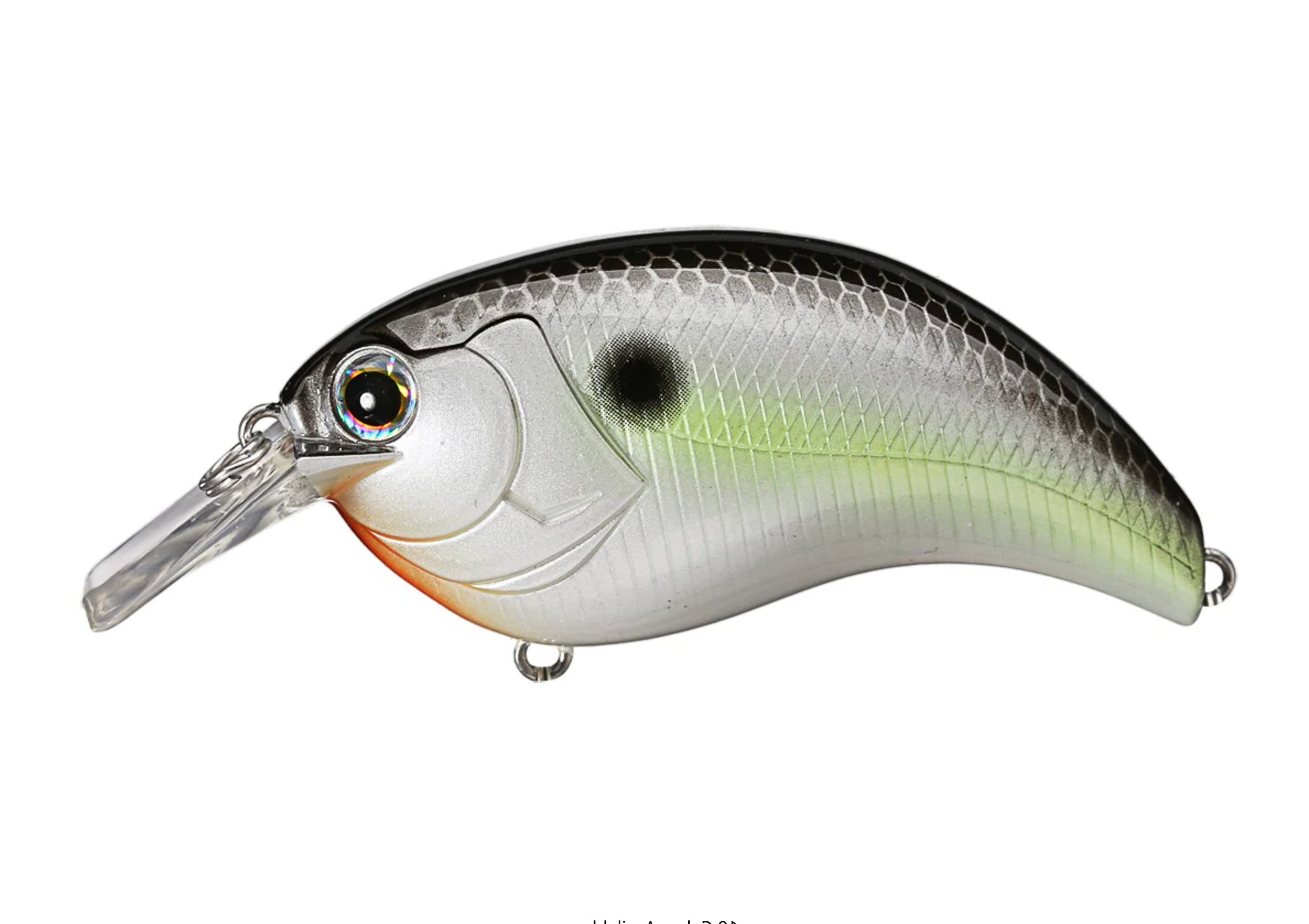 Black Back Shad