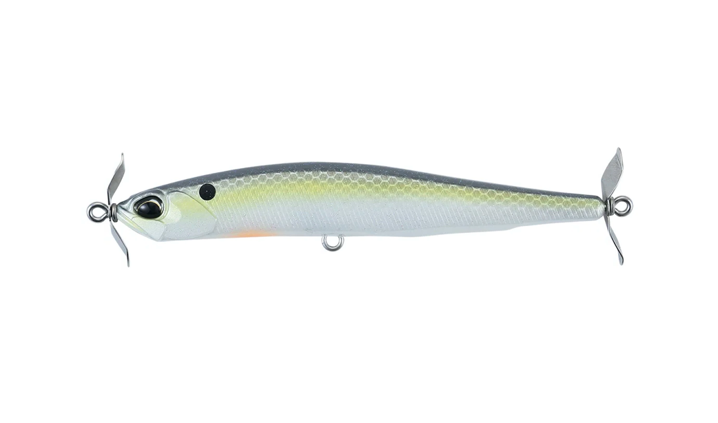 American Shad