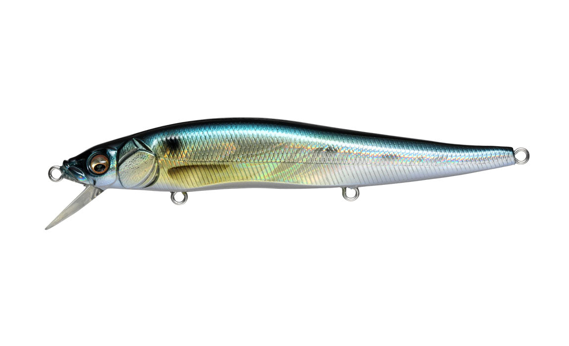 GG Threadfin Shad