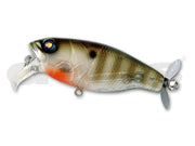 Baby Gill #02