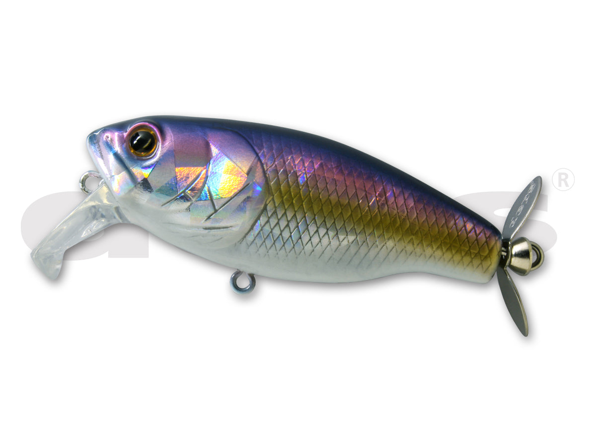 American Shad #75