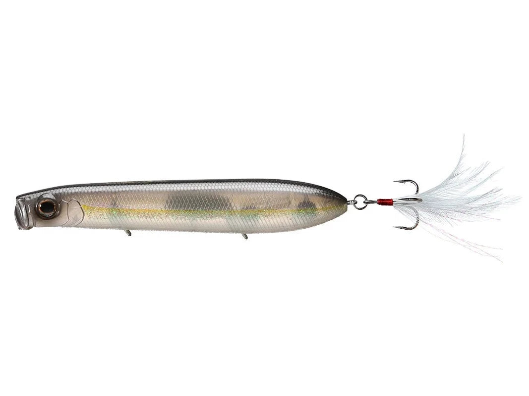 American Shad